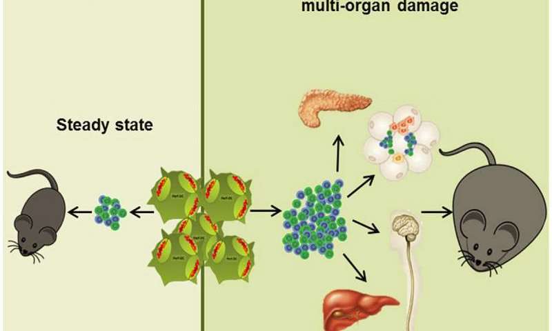 immunecellsm