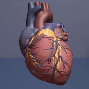 Cuore