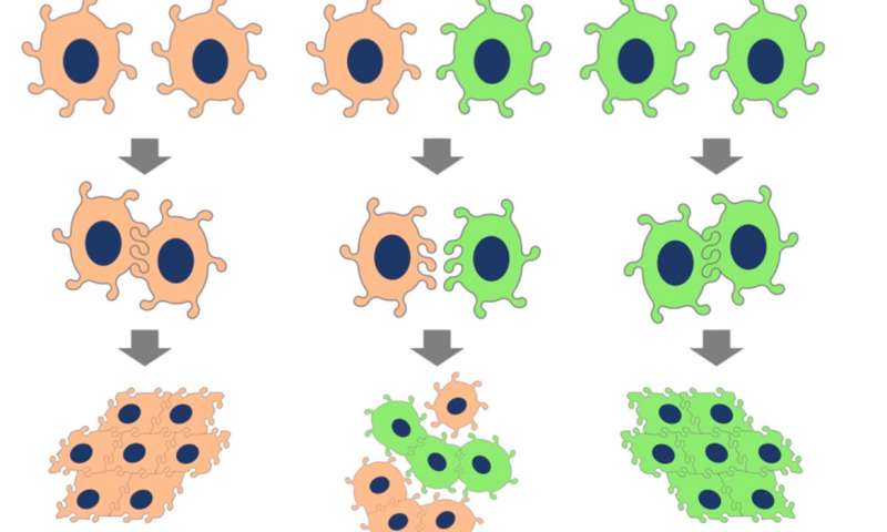 flippedcells