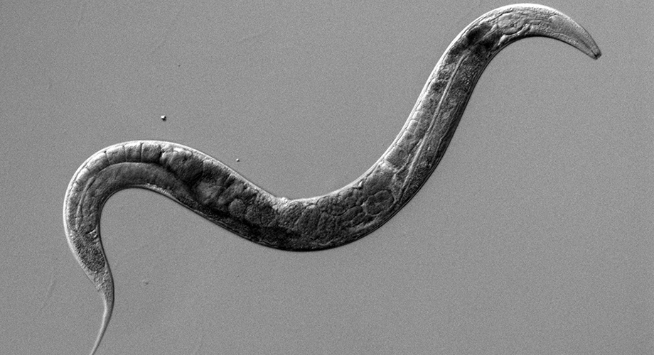 20200225-gill-diabetes-920x500