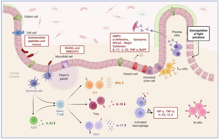 DIDASCALIA La struttura, la localizzazione e la funzione delle cellule epiteliali e immunitarie nell'intestino tenue CREDITO Zhanju Liu, Facoltà di Medicina dell'Università di Tongji, Cina Link alla fonte dell'immagine: https://journals.lww.com/cmj/fulltext/9900/the_signature_of_the_small_intestinal_epithelial.1558.aS