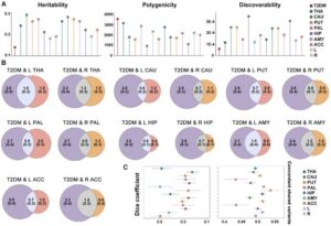 Il cervello diabetico: come il tipo 2 riscrive la mappa genetica della mente